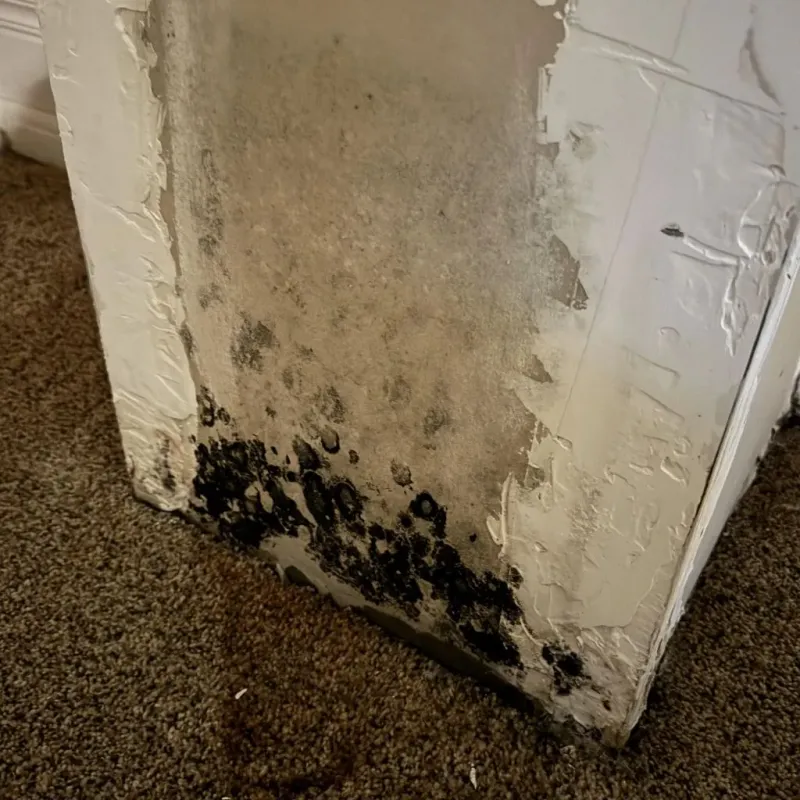 Professional Mold Removal in Berkeley Heights, NJ